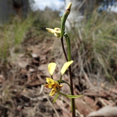 Diuris nigromontana (Black Mountain Leopard Orchid) at Mount Painter - 27 Sep 2021 by CathB