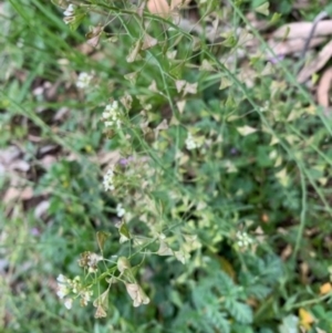 Capsella bursa-pastoris at Campbell, ACT - 19 Sep 2021