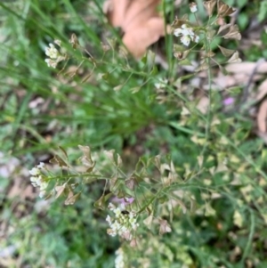 Capsella bursa-pastoris at Campbell, ACT - 19 Sep 2021