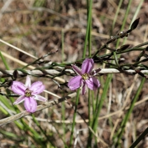 Thysanotus patersonii at Cook, ACT - 27 Sep 2021 12:34 PM