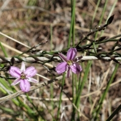 Thysanotus patersonii (Twining Fringe Lily) at Cook, ACT - 27 Sep 2021 by CathB