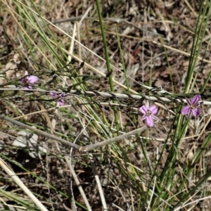 Thysanotus patersonii at Cook, ACT - 27 Sep 2021 12:34 PM