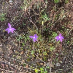 Glossodia major (Wax Lip Orchid) at Bullen Range - 2 Oct 2021 by NickiTaws