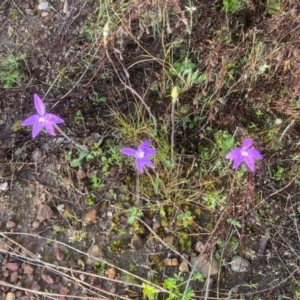 Glossodia major at Paddys River, ACT - suppressed