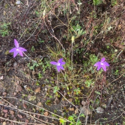 Glossodia major (Wax Lip Orchid) at Paddys River, ACT - 3 Oct 2021 by NickiTaws