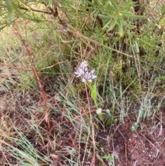 Wurmbea dioica subsp. dioica (Early Nancy) at Paddys River, ACT - 2 Oct 2021 by NickiTaws