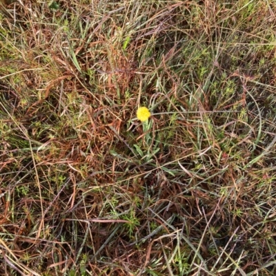 Craspedia variabilis (Common Billy Buttons) at Paddys River, ACT - 3 Oct 2021 by NickiTaws