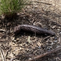 Tiliqua rugosa (Shingleback Lizard) at Bungendore, NSW - 3 Oct 2021 by yellowboxwoodland