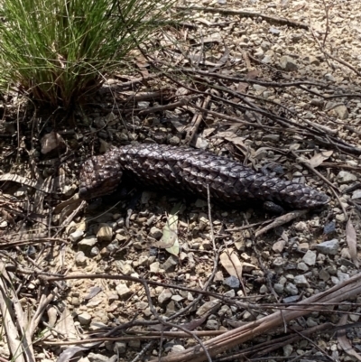 Tiliqua rugosa (Shingleback Lizard) at Bungendore, NSW - 3 Oct 2021 by yellowboxwoodland