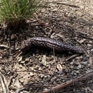 Tiliqua rugosa at Bungendore, NSW - 3 Oct 2021