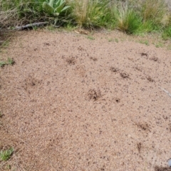 Iridomyrmex purpureus (Meat Ant) at Isaacs Ridge and Nearby - 3 Oct 2021 by Mike