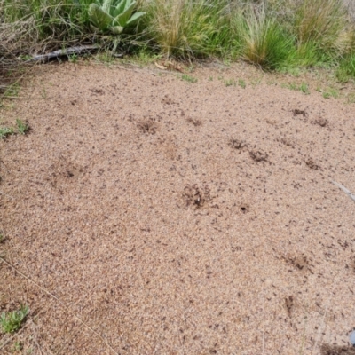 Iridomyrmex purpureus (Meat Ant) at Isaacs Ridge and Nearby - 3 Oct 2021 by Mike