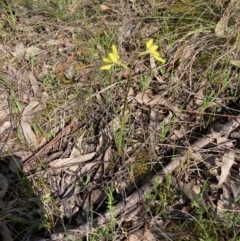 Diuris chryseopsis (Golden Moth) at Hall, ACT - 2 Oct 2021 by Rosie