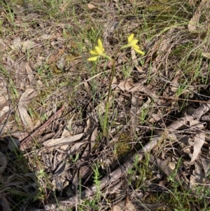 Diuris chryseopsis at Hall, ACT - 3 Oct 2021