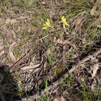 Diuris chryseopsis (Golden Moth) at Hall, ACT - 2 Oct 2021 by Rosie
