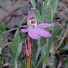 Caladenia carnea (Pink Fingers) at Theodore, ACT - 2 Oct 2021 by OwenH