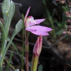 Caladenia carnea at Theodore, ACT - 3 Oct 2021