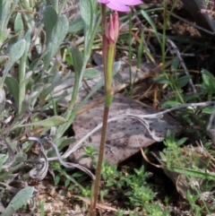 Caladenia carnea at Theodore, ACT - 3 Oct 2021