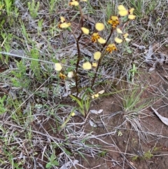 Diuris pardina (Leopard Doubletail) at Hall, ACT - 3 Oct 2021 by Rosie