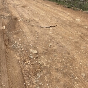 Pseudonaja textilis at Bungendore, NSW - 3 Oct 2021 01:50 PM