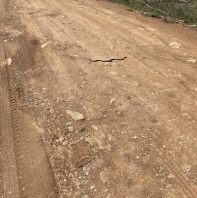 Pseudonaja textilis (Eastern Brown Snake) at QPRC LGA - 3 Oct 2021 by yellowboxwoodland
