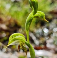 Oligochaetochilus aciculiformis (Needle-point rustyhood) at Cotter Reserve - 3 Oct 2021 by RobG1