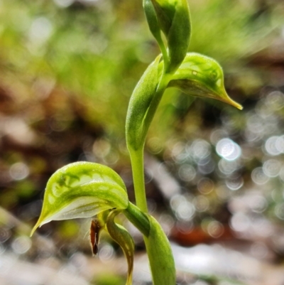 Oligochaetochilus aciculiformis (Needle-point rustyhood) at Cotter Reserve - 3 Oct 2021 by RobG1