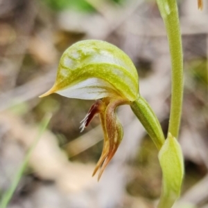 Oligochaetochilus aciculiformis at Uriarra Village, ACT - 3 Oct 2021