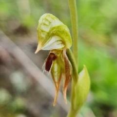 Oligochaetochilus aciculiformis at Uriarra Village, ACT - 3 Oct 2021