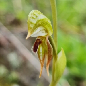 Oligochaetochilus aciculiformis at Uriarra Village, ACT - 3 Oct 2021