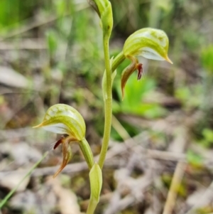 Oligochaetochilus aciculiformis at Uriarra Village, ACT - 3 Oct 2021