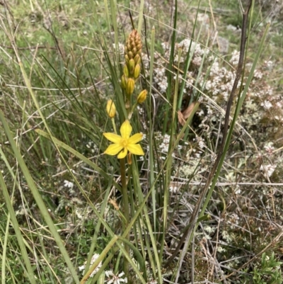 Bulbine bulbosa (Golden Lily) at Bungendore, NSW - 2 Oct 2021 by yellowboxwoodland