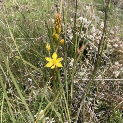 Bulbine bulbosa (Golden Lily, Bulbine Lily) at Bungendore, NSW - 2 Oct 2021 by yellowboxwoodland