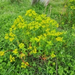 Euphorbia oblongata (Egg-leaf Spurge) at Jerrabomberra, ACT - 3 Oct 2021 by Mike