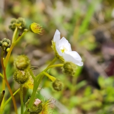 Drosera gunniana (Pale Sundew) at Jerrabomberra, ACT - 3 Oct 2021 by Mike