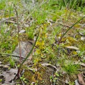 Drosera gunniana at Jerrabomberra, ACT - 3 Oct 2021 02:48 PM