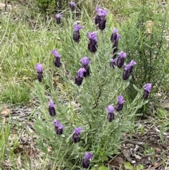 Lavandula stoechas (Spanish Lavender or Topped Lavender) at Gossan Hill - 3 Oct 2021 by Wen