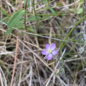 Spergularia rubra at Cotter River, ACT - 3 Oct 2021