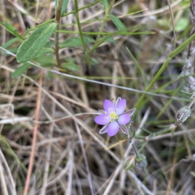 Spergularia rubra (Sandspurrey) at Lower Cotter Catchment - 3 Oct 2021 by Shazw
