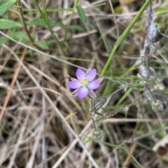 Spergularia rubra at Cotter River, ACT - 3 Oct 2021