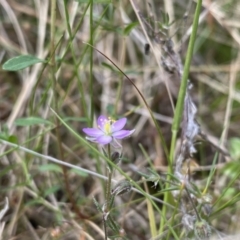 Spergularia rubra at Cotter River, ACT - 3 Oct 2021