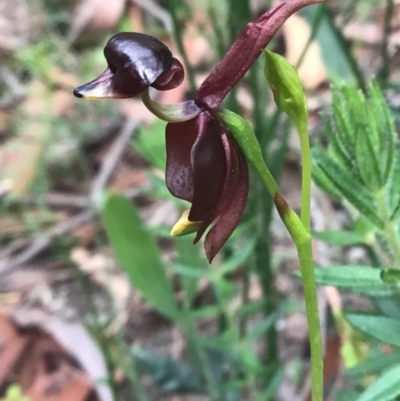 Caleana major (Large Duck Orchid) at Morton National Park - 2 Oct 2021 by ESP