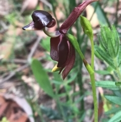 Caleana major (Large Duck Orchid) at Bundanoon, NSW - 2 Oct 2021 by ESP