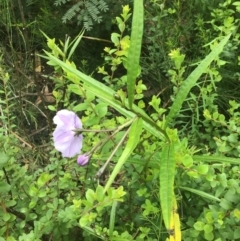 Solanum vescum (Green Kangaroo Apple) at Morton National Park - 2 Oct 2021 by ESP