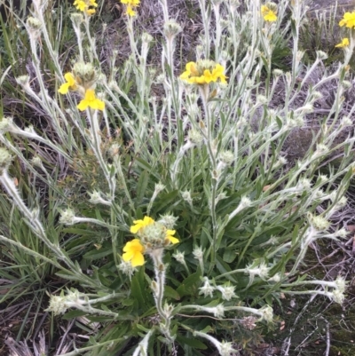 Goodenia glomerata at Bundanoon - 2 Oct 2021 by ESP