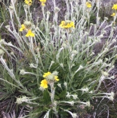 Unidentified Other Wildflower or Herb (TBC) at Bundanoon, NSW - 2 Oct 2021 by ESP