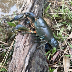 Cherax destructor (Common Yabby) at Aranda Bushland - 5 Sep 2021 by cambrianactian