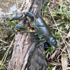 Cherax destructor (Common Yabby) at Holt, ACT - 5 Sep 2021 by cambrianactian
