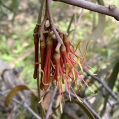 Amyema pendula subsp. pendula (Drooping Mistletoe) at Jerrabomberra, NSW - 3 Oct 2021 by SteveBorkowskis