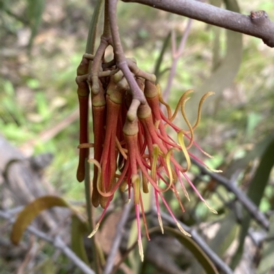 Amyema pendula subsp. pendula (Drooping Mistletoe) at Jerrabomberra, NSW - 3 Oct 2021 by SteveBorkowskis